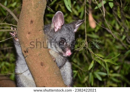 Close-up of Australian Possum. Possums are nocturnal animals and are most active at night, when they search for food in trees and on the ground. 