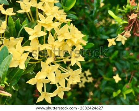 Yellow jungle geranium (Ixora coccinea) blooms beautifully on a sunny day