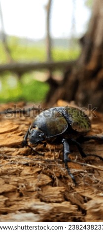 Beetle poses for a picture before scurrying away deep in North Carolina woods.