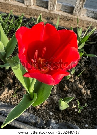 A scarlet blossom, like nature's passionate heart, unfurls its velvety petals, radiating a fiery allure. Its ethereal beauty dances with the sun's embrace, a crimson symphony of love and life Royalty-Free Stock Photo #2382440917