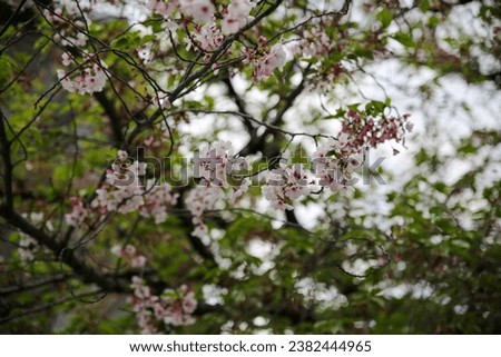 Someiyoshino flowers in full bloom Royalty-Free Stock Photo #2382444965