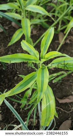 Dracaena reflexa or song of india is a popular houseplant for its beautifull leaves.