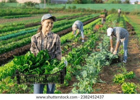 Girl works in farmers field and harvests acelga, cuts fresh and juicy spinach sprout sprig. Growing crops for sale in local supermarkets and greengrocers shops. Royalty-Free Stock Photo #2382452437