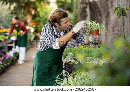 Experienced floriculturist engaged in cultivation of potted plants in greenhouse, checking Chlorophytum comosum with decorative greenish-white striped leaves .. Royalty-Free Stock Photo #2382452587