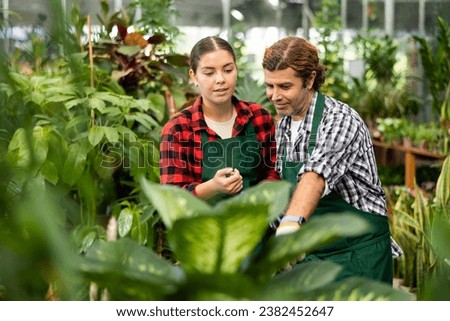 Two friendly floriculturists, young girl ad adult man, engaged in growing ornamental potted houseplants, talking among greenery of plants in hothouse Royalty-Free Stock Photo #2382452647