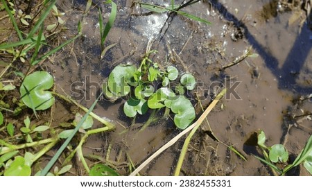 Hydrocharis morsus-ranae, Leaves of the plant floating on the water surface at the rice fields