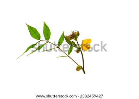 Senna occidentalis(Coffea senna, Coffeeweed)flower isolated on white background.