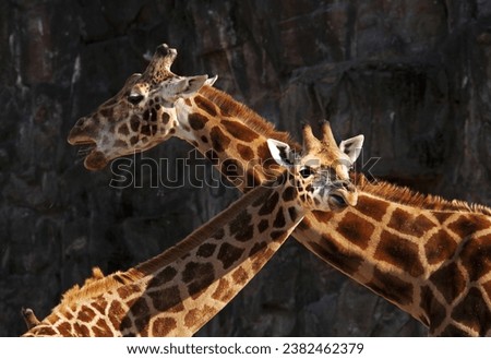 Winter view of two giraffes touching their necks on the zoo of Seoul Grand Park near Gwacheon-si, South Korea
