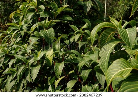 Close up view of leaves of sanchezia plant, ornamental plant in home yard