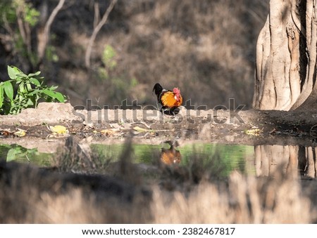 A red jungle fowl approaching a water hole with its reflection inside Pench Tiger Reserve during a wildlife safari