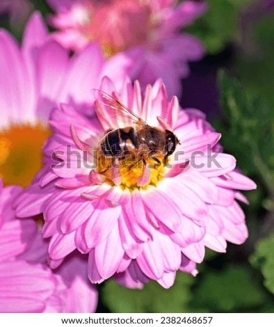 On a sunny chrysanthemum flower, a bumblebee resembling a hoverfly collects nectar, creating a cozy picture of summer nature.