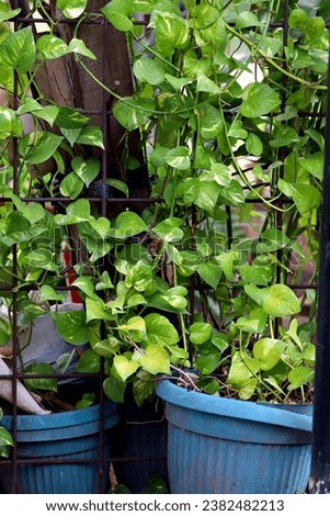 Devil's Ivy plant climbing and growing fertilely planted on pot