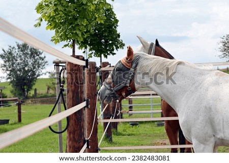 Horse in autumn in the corral