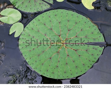 Closeup green foliage of water lily leaves ,Prickly Waterlily Fox Nut Foxnut ,Nymphaeaceae ,Gorgon Nut Makhana , Euryale ferox ,Die Stachelseerose water lilies purple leaf plant ,