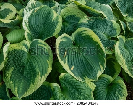 Hosta 'Frances Williams'. Large blue-green leaves variegated with irregular greenish-yellow margins. Thick, cupped, wide-oval to rounded leaves with distinctive veining Royalty-Free Stock Photo #2382484247