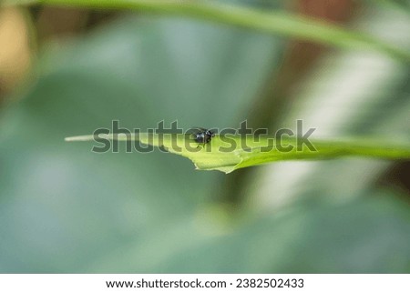 Fly closeup on leaf inside the garden, Mahe Seychelles