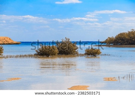 Mangrove trees in Ras Mohammed national park, Sinai peninsula in Egypt