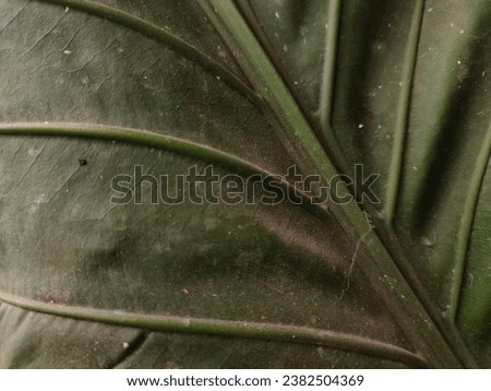 an image of an old and dirty wave of love plant