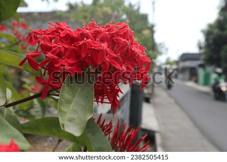 beautiful red Ixora chinensis flower photo