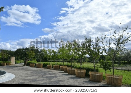 Plants of an orchard in the park of a royal palace of Capodimonte in Naples, Italy. Royalty-Free Stock Photo #2382509163