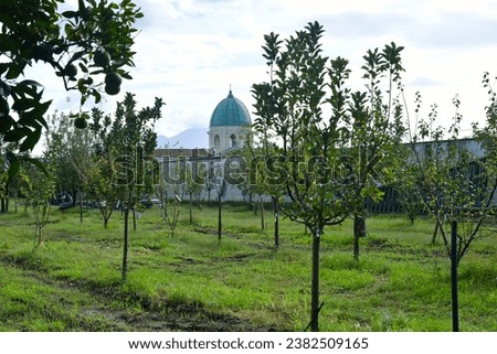 Plants of an orchard in the park of a royal palace of Capodimonte in Naples, Italy. Royalty-Free Stock Photo #2382509165