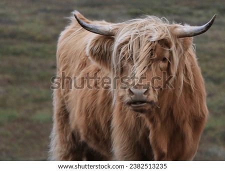  Scottish highland red longhair cow closeup 