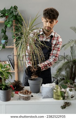 Gardening as a hobby concept. Arabic young man transplanting an adult houseplant Dracaena Marginata into a larger flower pot, guy transplants a flower. Copy space Royalty-Free Stock Photo #2382522935