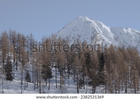 Coniferous forest in winter. Italian Alps