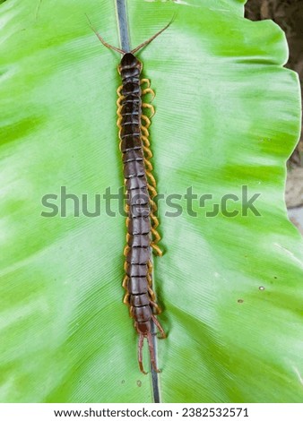 A centipede can bite. It is a poisonous animal and has a lot of legs.It is on the leave.	 Royalty-Free Stock Photo #2382532571