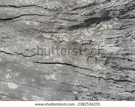 Close-up of tree trunk. Concrete wood texture. Tree bark texture of the cement relief plaster wall with natural color paint.