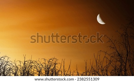 The moon shining in the sunset orange colored sky, dry branches silhouette in the foreground. Twilight, sundown landscape background photo.