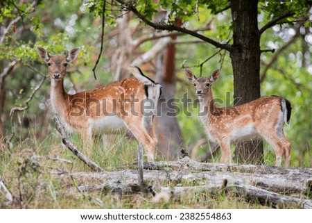 Two beautiful deer look around alertly. Hidden among the greenery. What a perfect picture makes for a unique moment for every nature lover