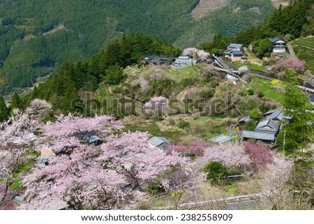 Japanese Springtime.This place is the Hyotan-Sakura Park.Niyodogawa,Kochi,Japan.Late March. Royalty-Free Stock Photo #2382558909