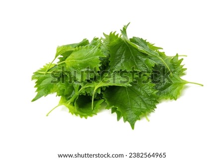 Perilla leaves on a white background