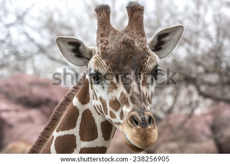Portrait of giraffe 