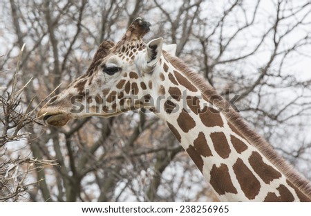 Portrait of eating giraffe 