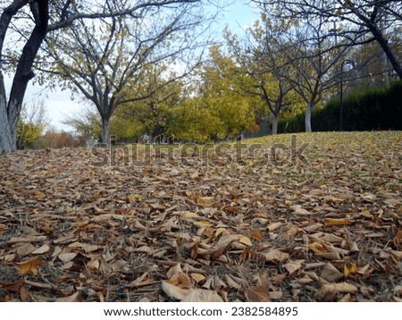 Autumn leaves on ground view