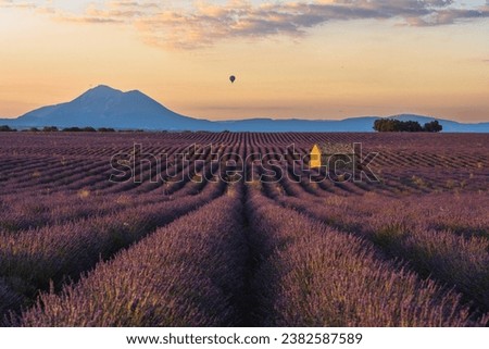 The panorama view of Lavender on Provence region  with a small hut on the center of picture ,France