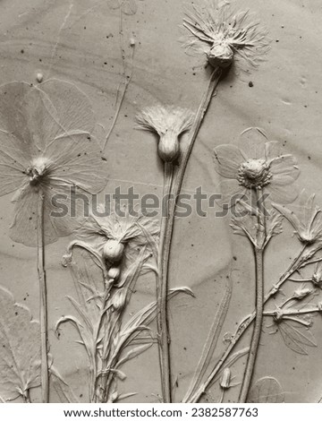 Botanical bas reliefs wall decor  Royalty-Free Stock Photo #2382587763