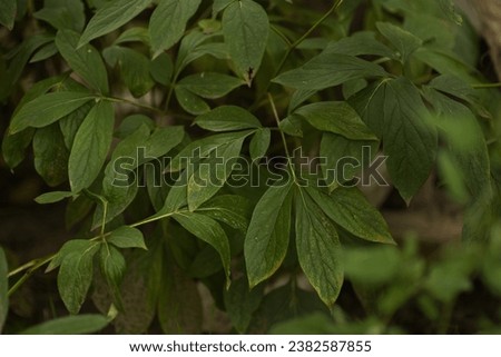 background of dark green leaves, leaves close up