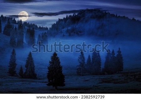 cold fog among conifer trees in mountains of Romania at night. wonderful nature scenery in full moon light