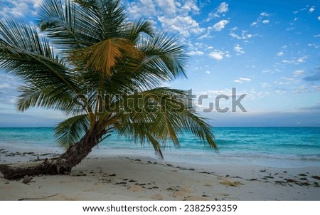 Iconic scene of deserted island with coconut palm tree and beautiful beach. 