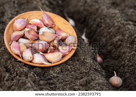 cloves of garlic in a clay bowl on the background of the soil, planting garlic Royalty-Free Stock Photo #2382593791