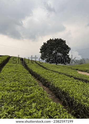 a panoramic view of tea plantation