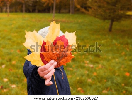 Boy hiding his face behind maple leaves. Child holding yellow autumn leaves in his hand. Preschooler walking having fun in autumn park. Selective focus. Royalty-Free Stock Photo #2382598027