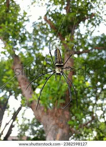 Spider Forest Stock Photography High Resolution 