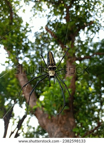 Spider Forest Stock Photography High Resolution 