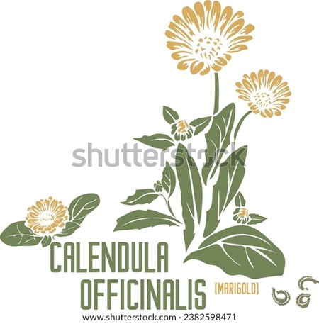 English marigold, Pot marigold herb in color vector silhouette. Medicinal Calendula officinalis plant. Set of Calendula flower,  seeds in color image for pharmaceuticals. Medicinal herbs color drawing Royalty-Free Stock Photo #2382598471