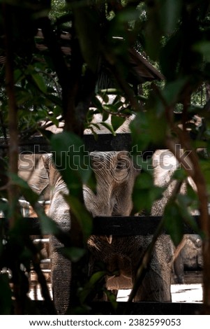 Photo of a Sumatran elephant (Elephas maximus sumatranus) behind the steel gate and green vegetation, looked at the cameramen. Animal picture with no people