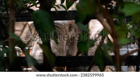 Photo of a Sumatran elephant (Elephas maximus sumatranus) behind the steel gate and green vegetation, looking at camera. Animal picture with no people
